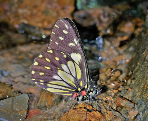 Whitened Dartwhite, Catasticta sisamnus ssp. telasco (Lucas, 1852). Caranavi Highlands, Yungas, Bolivia January 21, 2021. Photographer; Peter Mllmann