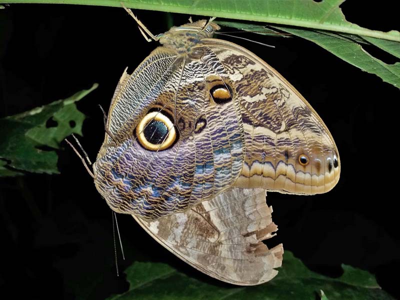 Teucer Owl Butterfly, Caligo teucer ssp. phorkys (Fruhstorfer, 1912) mating. Rio Broncini, Caranavi Valley, Yungas, Bolivia January 24, 2022. Photographer; Peter Møllmann
