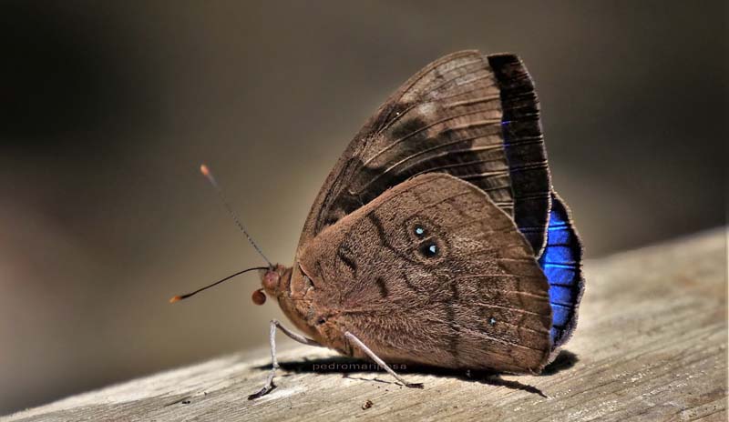 Small-eyed Purplewing, Eunica eurota ssp. dolores (Prittwitz, 1871). Caranavi Valley, Yungas, Bolivia January 26, 2022. Photographer; Peter Mllmann