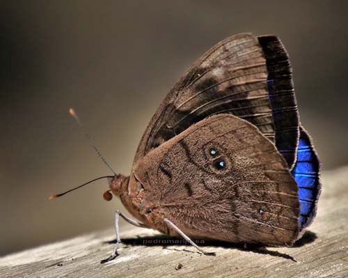 Small-eyed Purplewing, Eunica eurota ssp. dolores (Prittwitz, 1871). Caranavi Valley, Yungas, Bolivia January 26, 2022. Photographer; Peter Møllmann