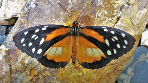 Cream-spotted Tigerwing, Tithorea tarricina ssp. tagarma (Hewitson, 1874). Rio Tunki 1740 m., Caranavi, Yungas, Bolivia January 29, 2022. Photographer; Peter Mllmann