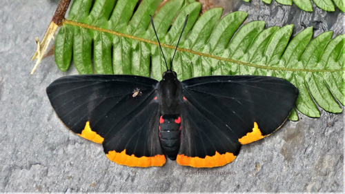 Melanis cercopes (Hewitson, 1874). Rio Tunki 1740 m., Caranavi, Yungas, Bolivia January 29, 2022. Photographer; Peter Mllmann