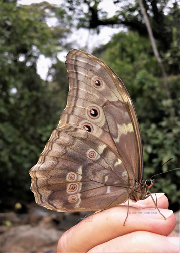 Giant Light-blue Morpho, Morpho menelaus ssp. godartii (Gurin-Mneville, 1844) male.  Rio Tunki 1740 m., Caranavi, Yungas, Bolivia January 29, 2022. Photographer; Peter Mllmann