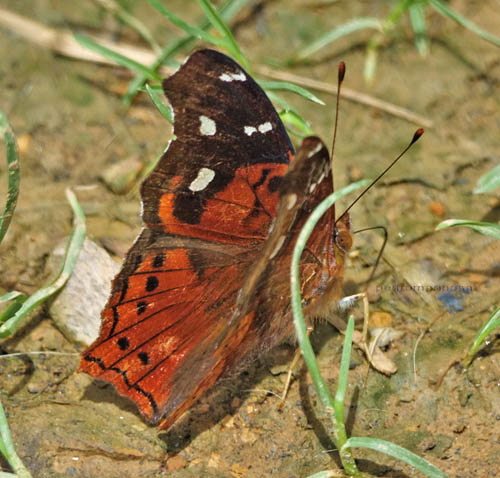 Hypanartia cinderella (Lamas, Willmott & J. Hall, 2001). Loa 1710m., Caranavi, Yungas, Bolivia February 18, 2022. Photographer; Peter Mllmann