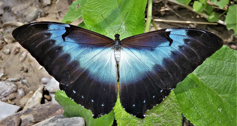 Morpho cisseis ssp. cissaistrica (Le Moult & Ral, 1962). Rio Broncini 585 m., Caranavi Valley, Yungas, Bolivia February 21, 2022. Photographer; Peter Mllmann