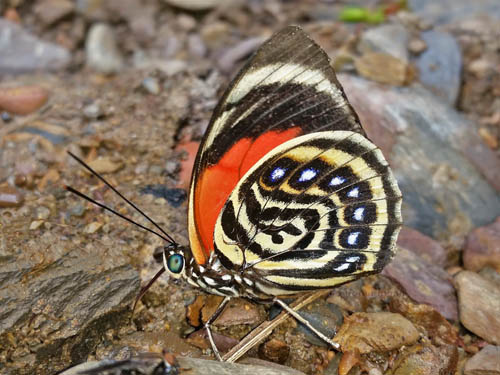 White-spotted Agrias. Prepona (Agrias) amydon ssp. ferdinandi (Fruhstorfer, 1895). Rio Broncini 585 m., Caranavi Valley, Yungas, Bolivia February 21, 2022. Photographer; Peter Mllmann