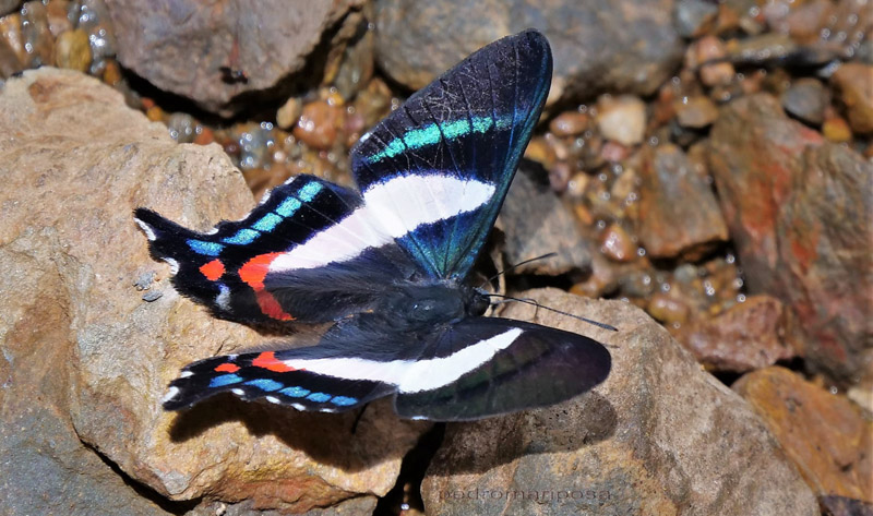 Italian Flag Metalmark, Ancyluris formosissima ssp. venerabilis (Stichel, 1916). Caranavi highlands 1340m., Yungas, Bolivia february 25, 2022. Photographer; Peter Mllmann