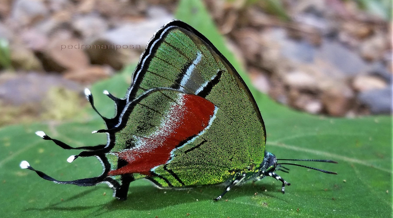 Ganimedes Hairstreak, Lamasina ganimedes (Cramer, 1775) or L. rhaptissima (K.Johnson, 1991). Caranavi highlands 1340m., Yungas, Bolivia february 25, 2022. Photographer; Peter Mllmann. 