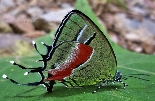 Ganimedes Hairstreak, Lamasina ganimedes (Cramer, 1775) or L. rhaptissima (K.Johnson, 1991). Caranavi highlands 1340m., Yungas, Bolivia february 25, 2022. Photographer; Peter Møllmann.