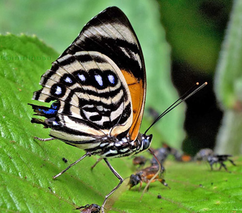 White-spotted Agrias. Prepona (Agrias) amydon ssp. boliviensis (Fruhstorfer, 1895). Caranavi highlands 1340m., Yungas, Bolivia february 25, 2022. Photographer; Peter Mllmann. 