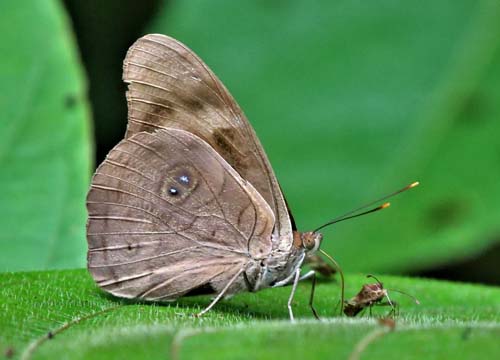 Eunica brunnea (Salvin, 1869). Caranavi Highlands 1340 m., Yungas, Bolivia february 25, 2022. Photographer; Peter Mllmann