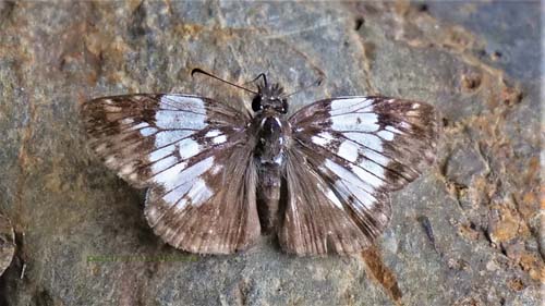 Cosna Skipper, Potamanaxas laoma ssp. cosna (Evans, 1953). Caranavi Highlands 1340 m., Yungas, Bolivia february 25, 2022. Photographer; Peter Mllmann. 