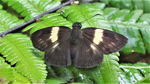 Yellowbanded Skipper, Potamanaxas flavofasciata ssp. pantra (Evans, 1953). Caranavi Highlands 1340 m., Yungas, Bolivia february 25, 2022. Photographer; Peter Mllmann. 