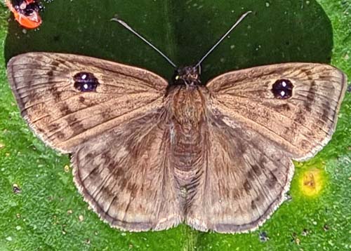 Cyclosemia lathaea (Hewitson, 1878). Rio Tunki 1740 m., Caranavi, Yungas, Bolivia January 8 - 29, 2022. Photographer; Gottfried Siebel