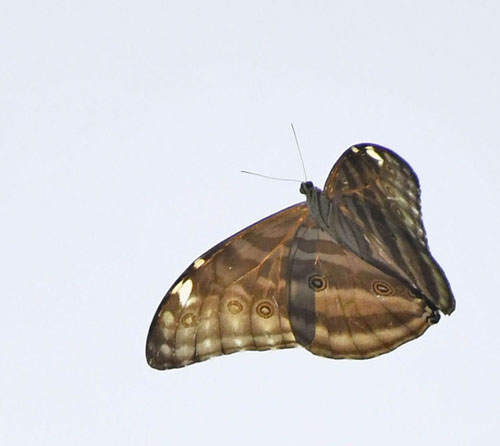 Adonis Morpho, Morpho marcus ssp. intermedia (Schaller, 1785) male. Quijarro 935 m, Caranavi Valley, Yungas, Bolivia January 23, 2022. Photographer; Nikolaj Kleissl
