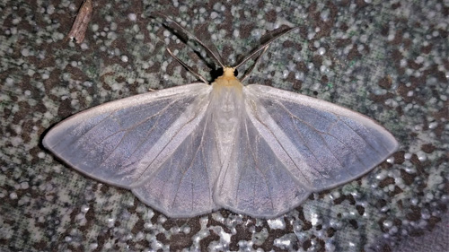 Probably an Elori species; Eloria torrida (Schaus 1910) subfamily Lymantriinae. Caranavi, Yungas, Bolivia december 9, 2021. Photographer;  Peter Mllmann