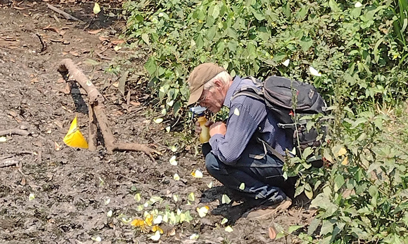 Observing butterflies on the road. Porvenir, Remanso, Parque Noel Kempff, Bolivia october 1, 2021. Photographer; Gottfried Siebel and Miguel Solis