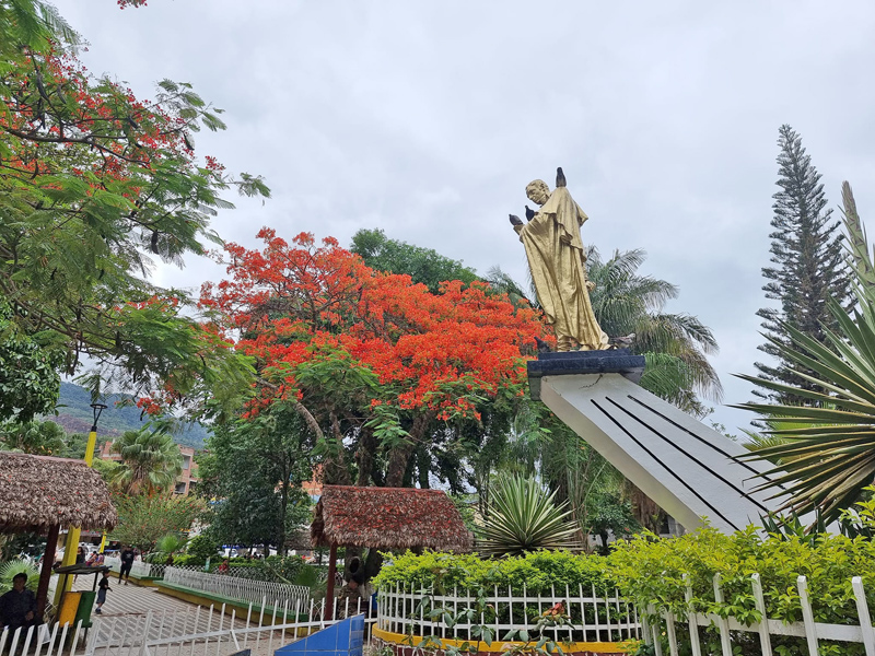 Finally I am back in Caranavi. I hope I will be able to find some nice butterflies in the next 3 months. Flamboyant trees with flowers from the plaza. november 8, 2021. Photographer; Peter Mllmann 