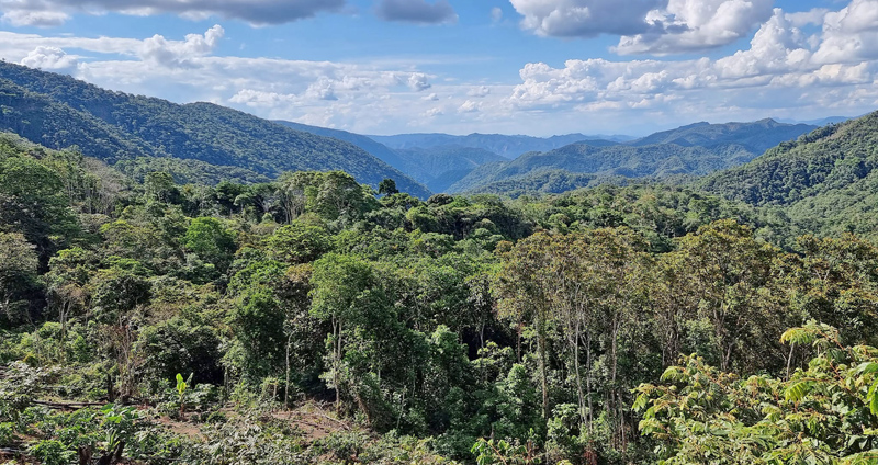 Caranavi Highlands, Yungas, Bolivia  november 21, 20121 Photographer; Peter Mllmann