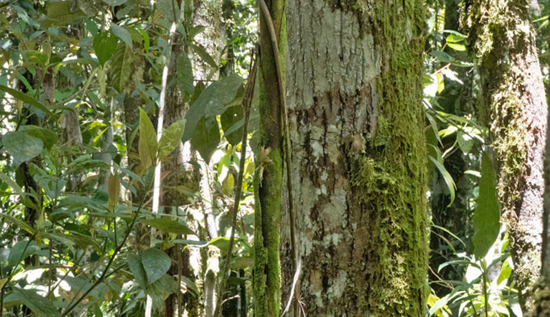 Forest near the Viluny antenna and Caranavi Valley 800 to 1200 m., Yungas, Bolivia december 13 - 20, 2021. Photographer;  Gottfried Siebel