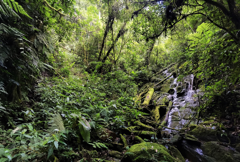 Caranavi Highlands, Yungas, Bolivia January 10, 2022. Photographer; Nikolaj Kleissl