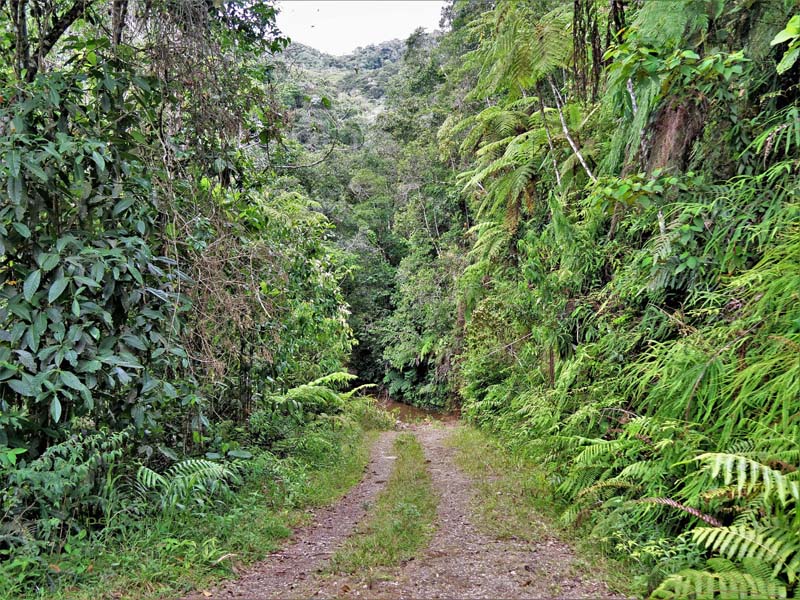 Caranavi Highlands 1340 m., Yungas, Bolivia february 25, 2022. Photographer; Peter Mllmann. 