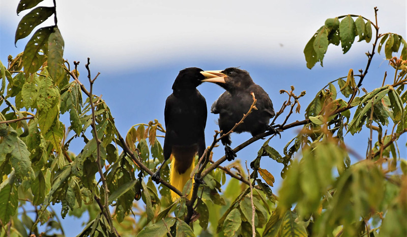 Crested Oropendola, Psarocolius decumanus (Pallas, 1769). Coroico 1600 m., Yungas, Bolivia december 7, 2021. Photographer;  Nikolaj Kleissl