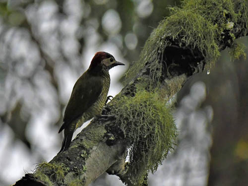 Coroico 1600 m., Yungas, Bolivia december 7, 2021. Photographer;  Nikolaj Kleissl