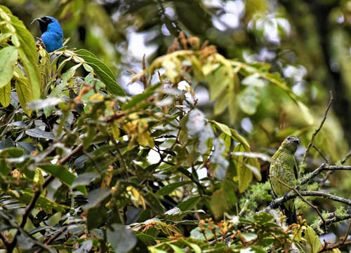 Coroico 1600 m., Yungas, Bolivia december 7, 2021. Photographer;  Nikolaj Kleissl