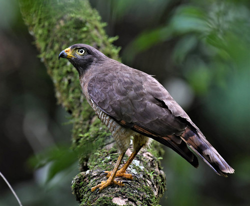 Caranavi Valley 800m., Yungas, Bolivia december 11, 2021. Photographer;  Nikolaj Kleissl