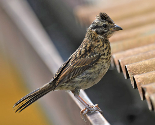 Rufous-collared Sparrow or Andean Sparrow, Zonotrichia capensis (Mller, 1776). Caranavi, Yungas, Bolivia december 10, 2021. Photographer;  Nikolaj Kleissl