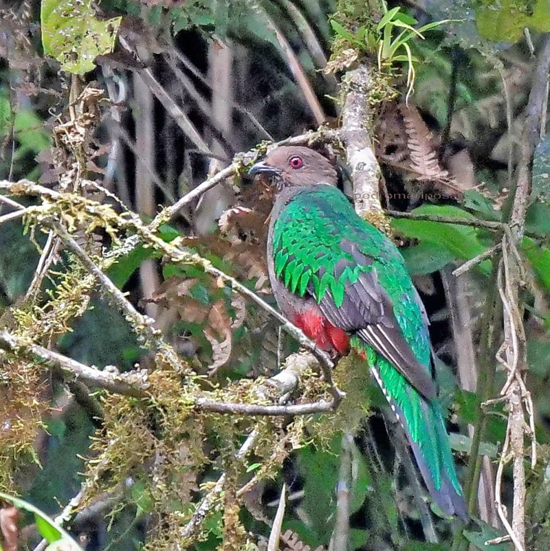 Crested Quetzal, Pharomachrus antisianus (Orbigny, 1837) female. Rio Tunki, 1740m., Caranavi, Yungas, Bolivia Dec.19, 2021. Photographer;  Peter Mllmann