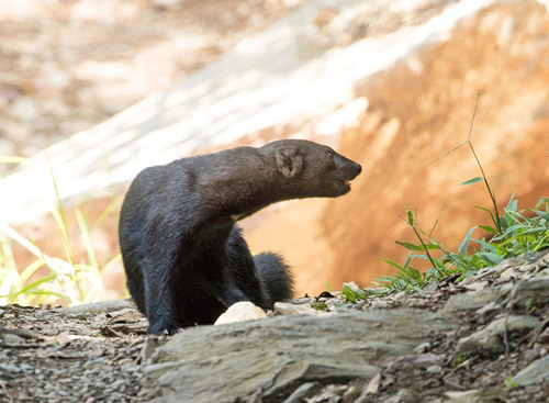 Tayra, Eira barbara (Linnaeus, 1758). Rincn del Tigre near Taipiplaya 1350 m., Yungas, Bolivia February 21, 2022. Photographer; Henrik Bringse