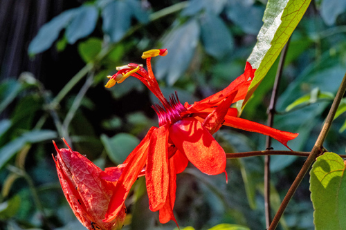 Flor de la pasin / Perfumed passionflower, Passiflora vitifolia. Florida, Parque Noel Kempff, Bolivia september 25.-28, 2021. Photographer; Gottfried Siebel