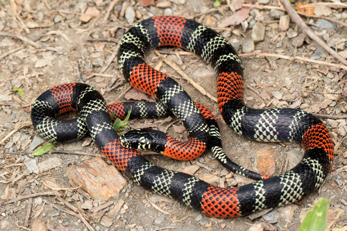 Aesculapian False-Coralsnake, Erythrolamprus aesculapii ssp. tetrazona (Jan, 1863).  Rincn del Tigre near Taipiplaya 1350 m., Yungas, Bolivia February 21, 2022. Photographer; Henrik Bringse