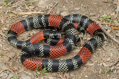 Aesculapian False-Coralsnake, Erythrolamprus aesculapii ssp. tetrazona (Jan, 1863).  Rincn del Tigre near Taipiplaya 1350 m., Yungas, Bolivia February 21, 2022. Photographer; Henrik Bringse