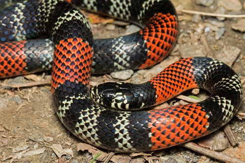 Aesculapian False-Coralsnake, Erythrolamprus aesculapii ssp. tetrazona (Jan, 1863).  Rincn del Tigre near Taipiplaya 1350 m., Yungas, Bolivia February 21, 2022. Photographer; Henrik Bringse