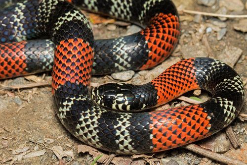 Aesculapian False-Coralsnake, Erythrolamprus aesculapii ssp. tetrazona (Jan, 1863).  Rincn del Tigre near Taipiplaya 1350 m., Yungas, Bolivia February 21, 2022. Photographer; Henrik Bringse