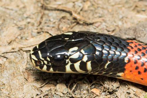 Aesculapian False-Coralsnake, Erythrolamprus aesculapii ssp. tetrazona (Jan, 1863).  Rincn del Tigre near Taipiplaya 1350 m., Yungas, Bolivia February 21, 2022. Photographer; Henrik Bringse