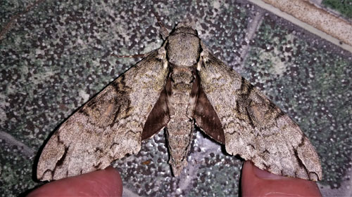 Florestan Sphinx, Manduca florestan (Cramer, 1782). Caranavi, Yungas, Bolivia december 5, 2021. Photographer;  Peter Mllmann