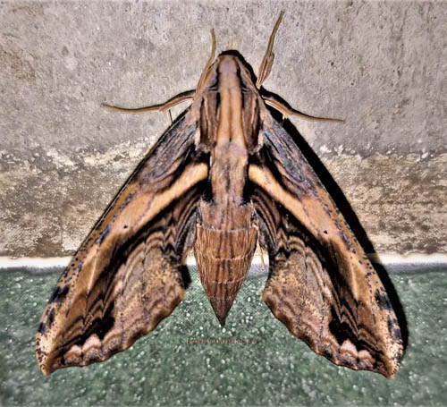 Xylophanes ceratomioides or X. lamontagnei. Caranavi, Yungas, Bolivia december 1, 2021. Photographer;  Peter Mllmann