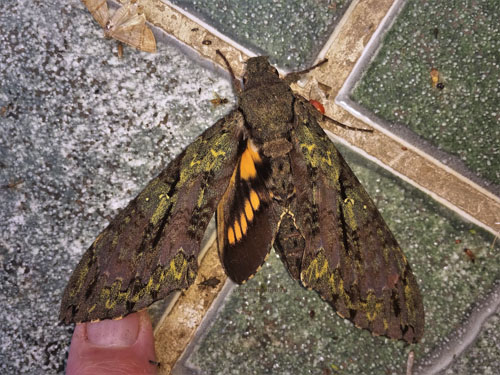 Beelzebuth Sphinx,	Cocytius beelzebuth (Boisduval, 1875). Caranavi, Yungas, Bolivia december 4, 2021. Photographer;  Peter Mllmann