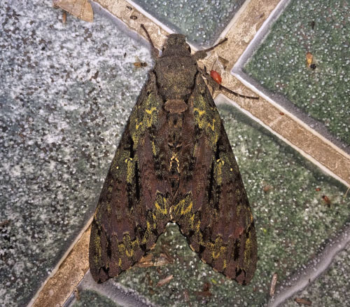 Beelzebuth Sphinx,	Cocytius beelzebuth (Boisduval, 1875). Caranavi, Yungas, Bolivia december 4, 2021. Photographer;  Peter Mllmann