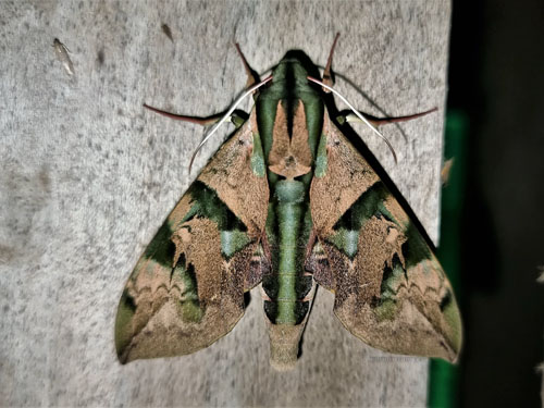 Gaudy Hawkmoth,	Eumorpha capronnieri (Boisduval, 1875). Caranavi, Yungas, Bolivia  november 29, 2021 Photographer; Peter Mllmann