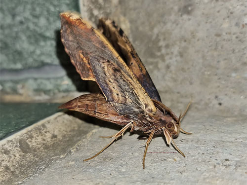 Xylophanes ceratomioides or X. lamontagnei. Caranavi, Yungas, Bolivia december 1, 2021. Photographer;  Peter Mllmann