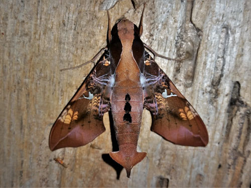 Spangled Sphinx,	Callionima nomius (Walker, 1856). Caranavi, Yungas, Bolivia december 4, 2021. Photographer;  Peter Mllmann