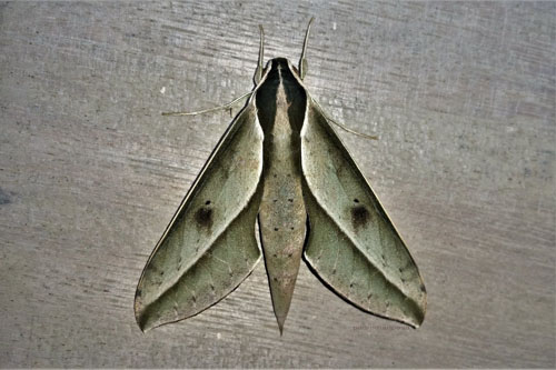 Xylophanes amadis (Stoll, 1782). Caranavi, Yungas, Bolivia december 4, 2021. Photographer;  Peter Mllmann