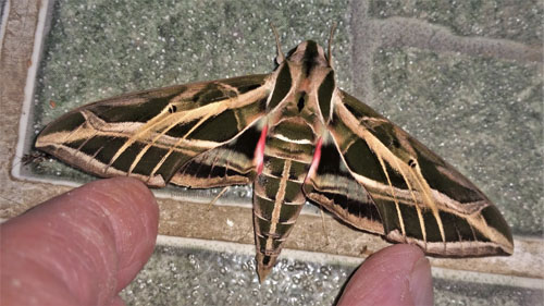 Striped Vine Sphinx, Eumorpha vitis (Linnaeus, 1758). Caranavi, Yungas, Bolivia december 4, 2021. Photographer;  Peter Mllmann