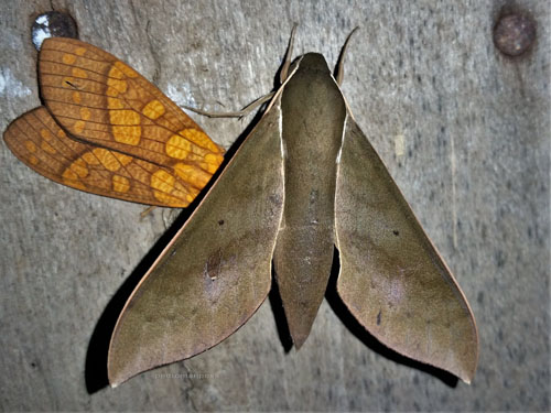 Porcus sphinx, Xylophanes porcus (Hbner, 1823). Caranavi, Yungas, Bolivia december 4, 2021. Photographer;  Peter Mllmann