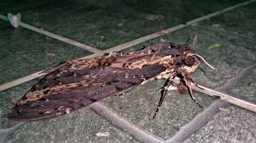 Cluentius Sphinx,	Neococytius cluentius (Cramer, 1776). Caranavi, Yungas, Bolivia december 4, 2021. Photographer;  Peter Mllmann